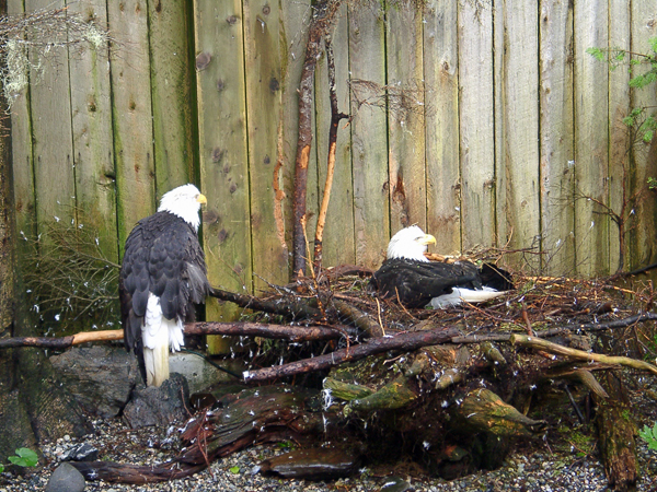two Bald Eagles